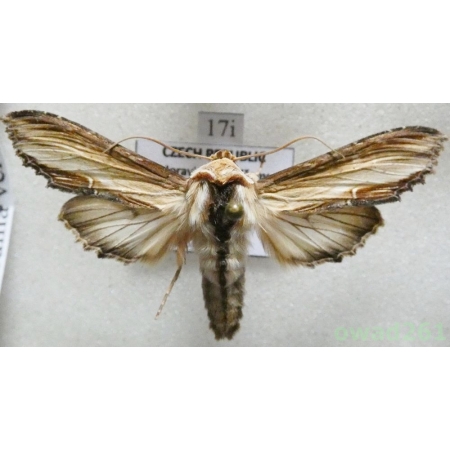 Cucullia verbasci (Linnaeus, 1758) Kapturnica dziewannówka Czech17i